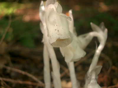 0706/mushroom_picking_0160624.jpg