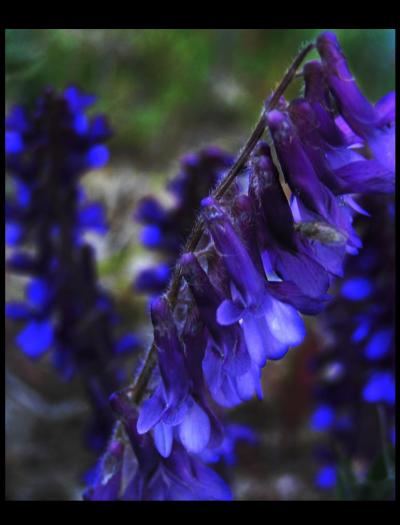 0707/VioletSmasherByMyshDude0716.jpg