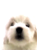 1106/doggy4500.gif