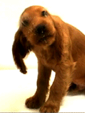 1106/image105403.gif