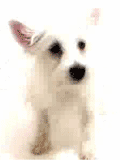 1106/image15403.gif