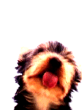1106/image45403.gif