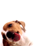 1106/image55403.gif