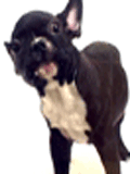1106/image65403.gif
