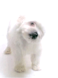 1106/image75403.gif