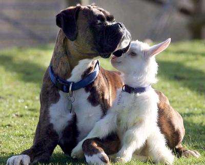 0608/GOATDOGBESTIES0621.jpg