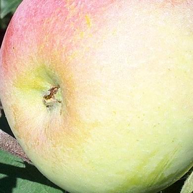 1007/Apple1014.jpg