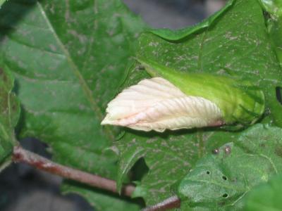 0708/IMG08040715.jpg