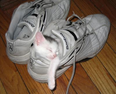 0807/KittehStuffer0821.jpg