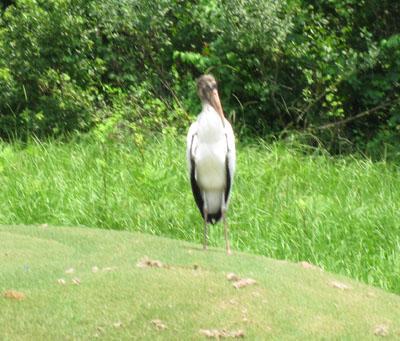 0609/Golfbird0628.jpg 0609/Golfbird0628.jpg