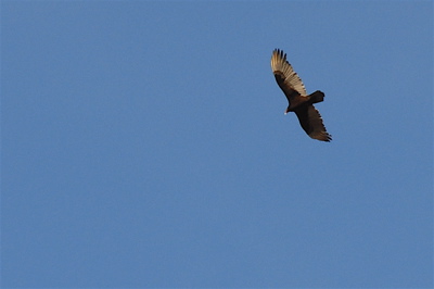 0306/Hawk1337.jpg