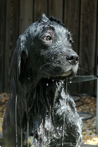 0406/wet_ben0408.jpg