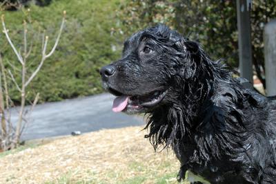 0406/wet_ben_45732.jpg