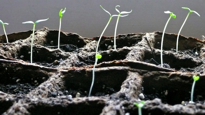 0407/SproutsSpring0418.jpg