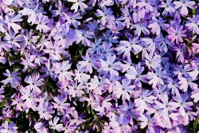 0507/FlowersFlickr042800512.jpg