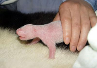 0508/PandaBearG0020512.jpg