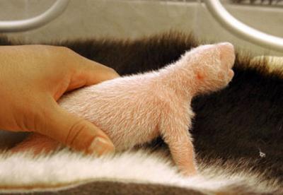 0508/PandaBearG0030512.jpg