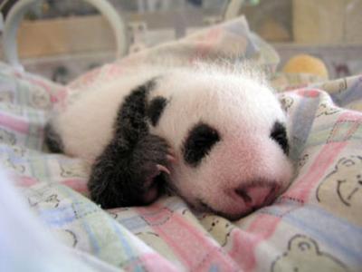 0508/PandaBearG0070512.jpg
