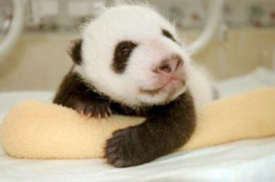 0508/PandaBearG0080512.jpg