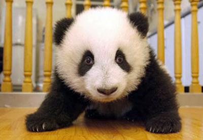 0508/PandaBearG0110512.jpg