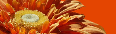 0905/flower-orange-banner-(small4841.jpg