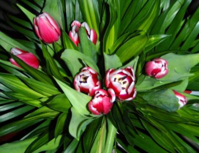 0209/Flowers20203.jpg 0209/Flowers20203.jpg