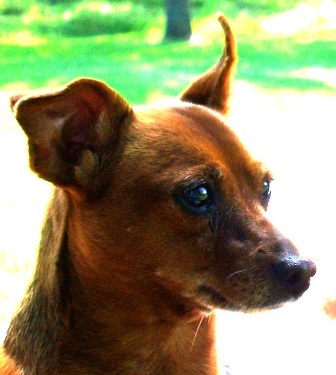 0809/Bambi0814.jpg 0809/Bambi0814.jpg