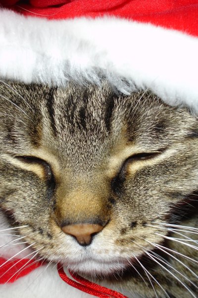 0107/Closeupelliotwithhat0101.jpg 0107/Closeupelliotwithhat0101.jpg