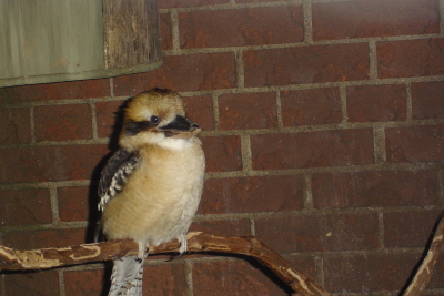 0109/090117adventurebird30118.jpg 0109/090117adventurebird30118.jpg