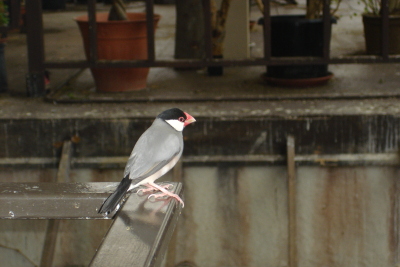 0109/090117adventurebird40118.jpg 0109/090117adventurebird40118.jpg