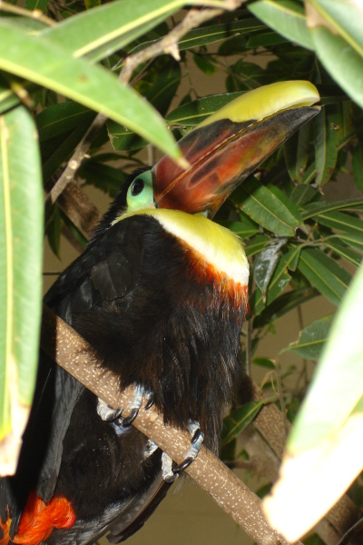 0109/090117adventurebird50118.jpg 0109/090117adventurebird50118.jpg