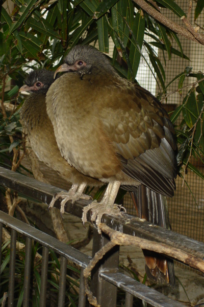 0109/090117adventurebird60118.jpg 0109/090117adventurebird60118.jpg