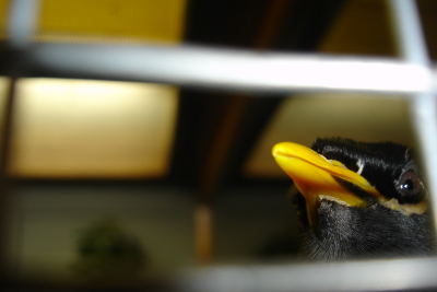 0109/090117adventurebird70118.jpg 0109/090117adventurebird70118.jpg