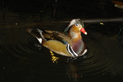 0109/090117adventurebird80118.jpg 0109/090117adventurebird80118.jpg
