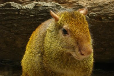 0206/zoo-feb0206-agouti0442.jpg
