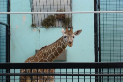 0206/zoo-feb0206-blurrybaby0617.jpg