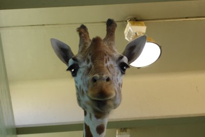 0206/zoo-feb0206-giraffee0712.jpg