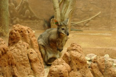 0206/zoo-feb0206-wallaby0522.jpg