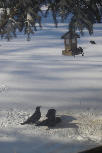 0307/Ravensatthefeeder0302.jpg 0307/Ravensatthefeeder0302.jpg
