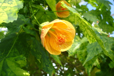 0309/Bg80318.jpg