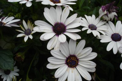 0407/Daisylikeflowers0409.jpg 0407/Daisylikeflowers0409.jpg