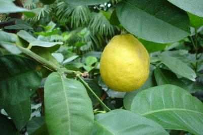 0407/Lemon0409.jpg 0407/Lemon0409.jpg