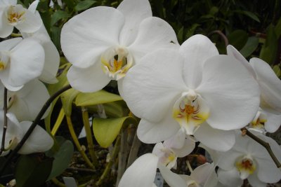 0407/Orchid20409.jpg 0407/Orchid20409.jpg