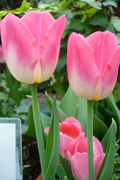 0407/Tulips0409.jpg 0407/Tulips0409.jpg