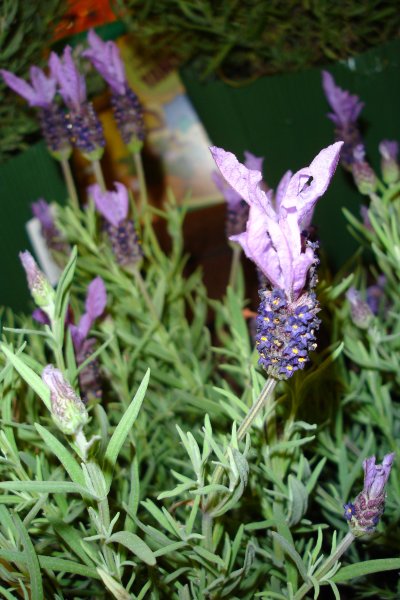 0506/lavendercloseup3235.jpg 0506/lavendercloseup3235.jpg