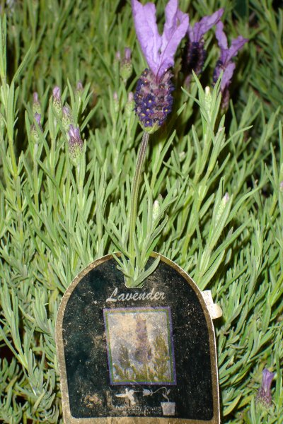 0506/lavenderwithlabel3310.jpg 0506/lavenderwithlabel3310.jpg