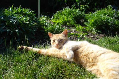 0508/Orangekitty0529.jpg 0508/Orangekitty0529.jpg