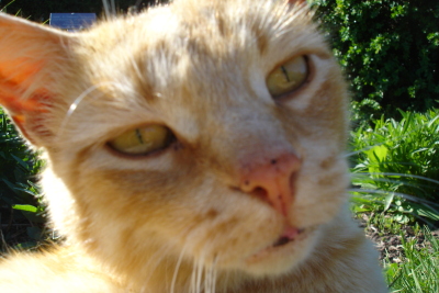 0508/Orangekittycloseup0529.jpg 0508/Orangekittycloseup0529.jpg