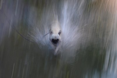 0606/blurryavainwater5811.jpg