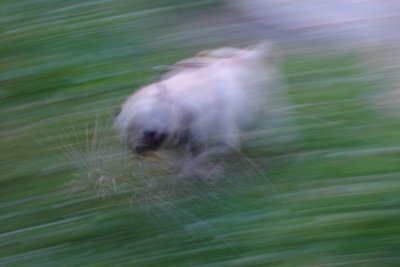 0606/blurryavawithseaweed5734.jpg
